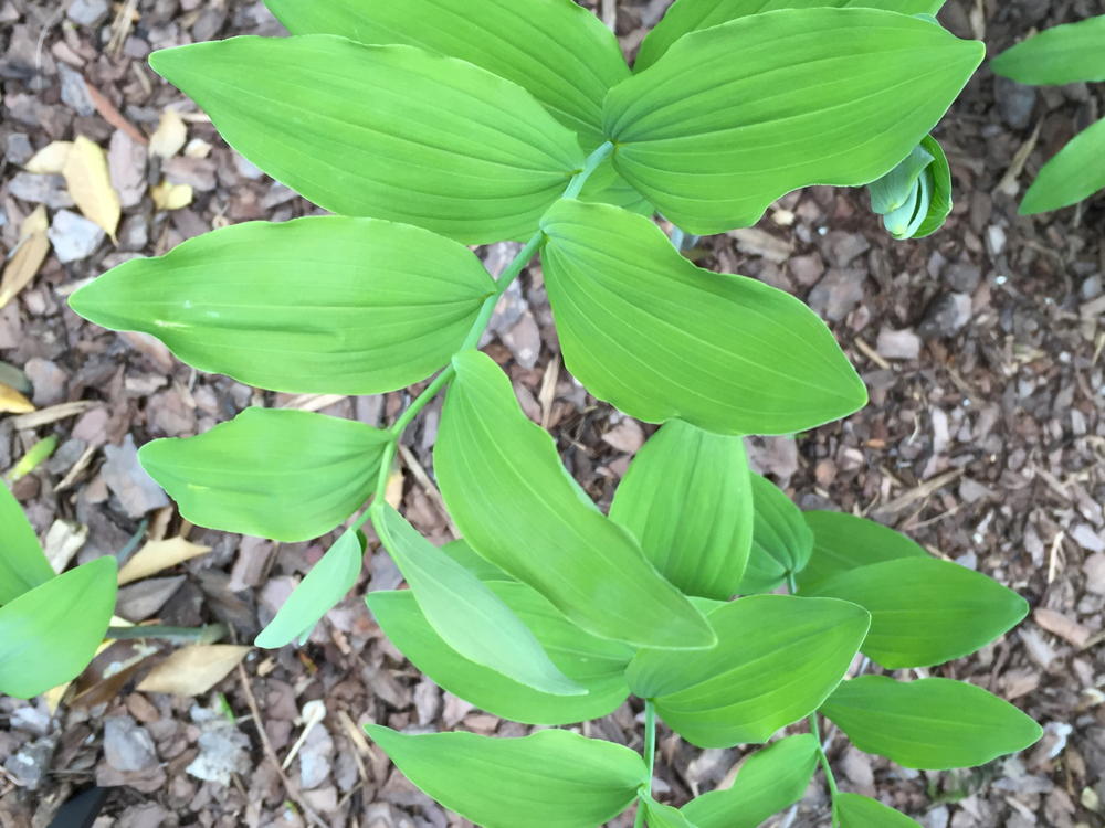Polygonatum biflorum (Solomon’s-seal) alternate leaves and zig-zag stem