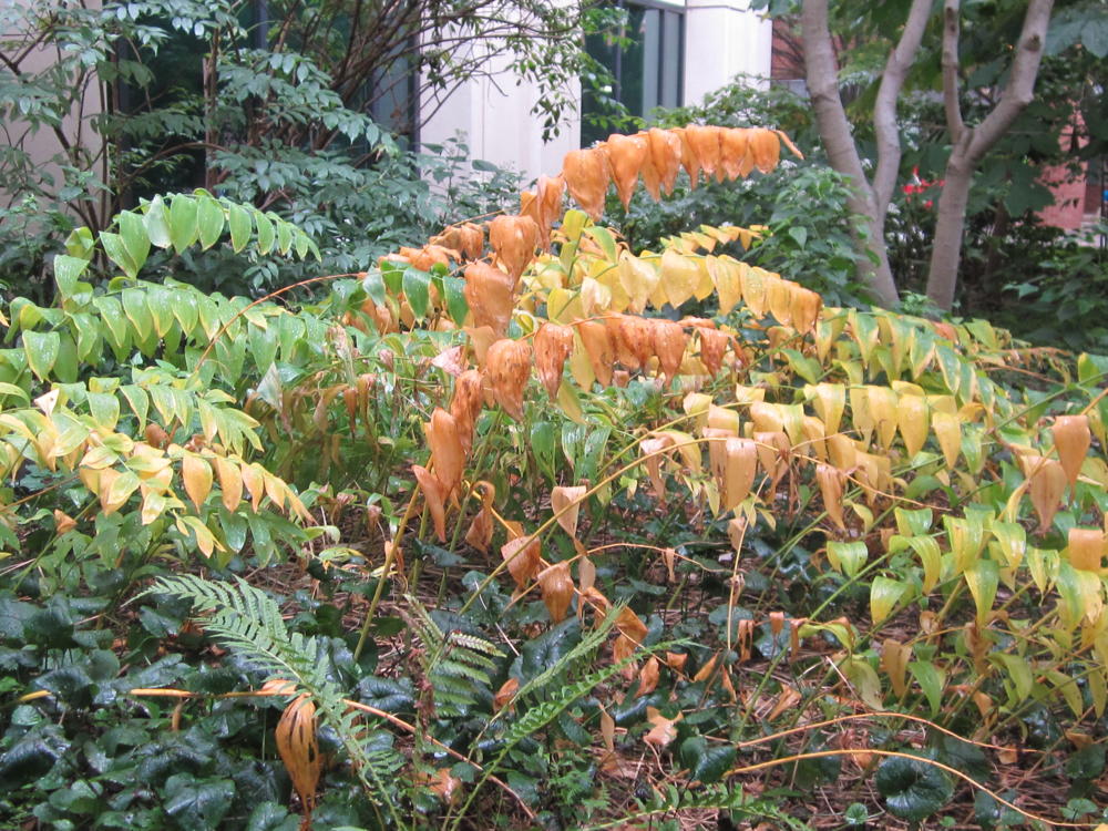 Polygonatum biflorum (Solomon’s-seal) leaves in October