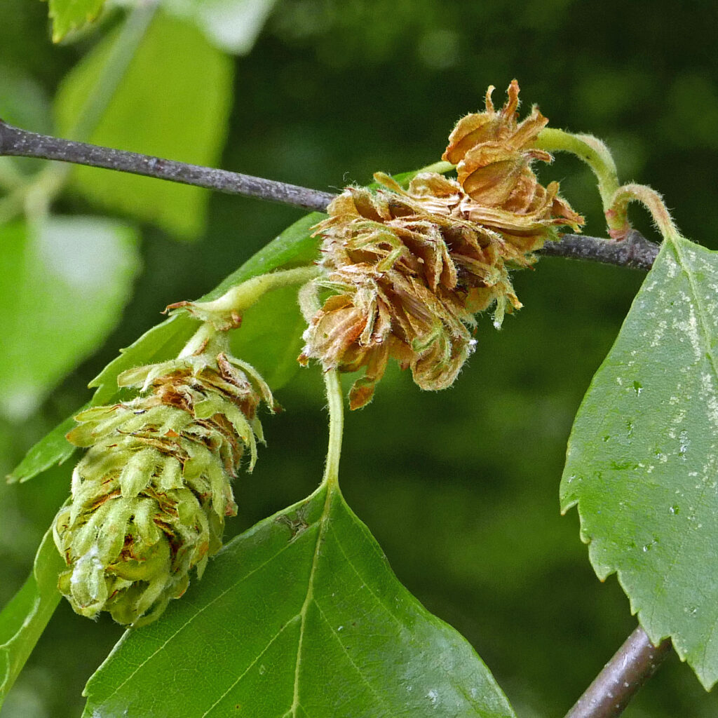 Aggregated samaras of native Betula nigra