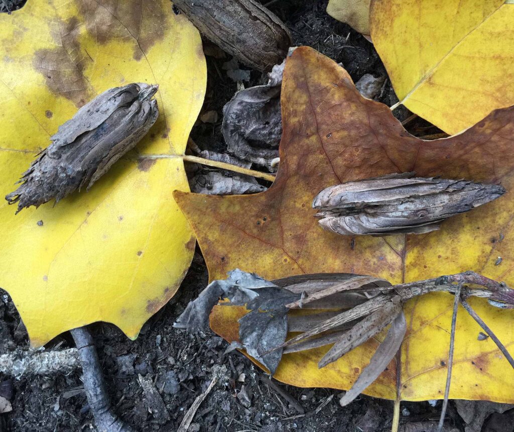 The fallen samaras of native Liriodendron tulipifera