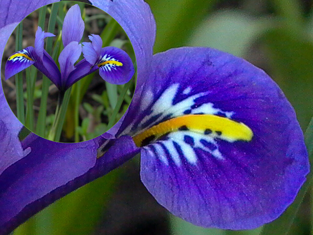Signal of Iris reticulata