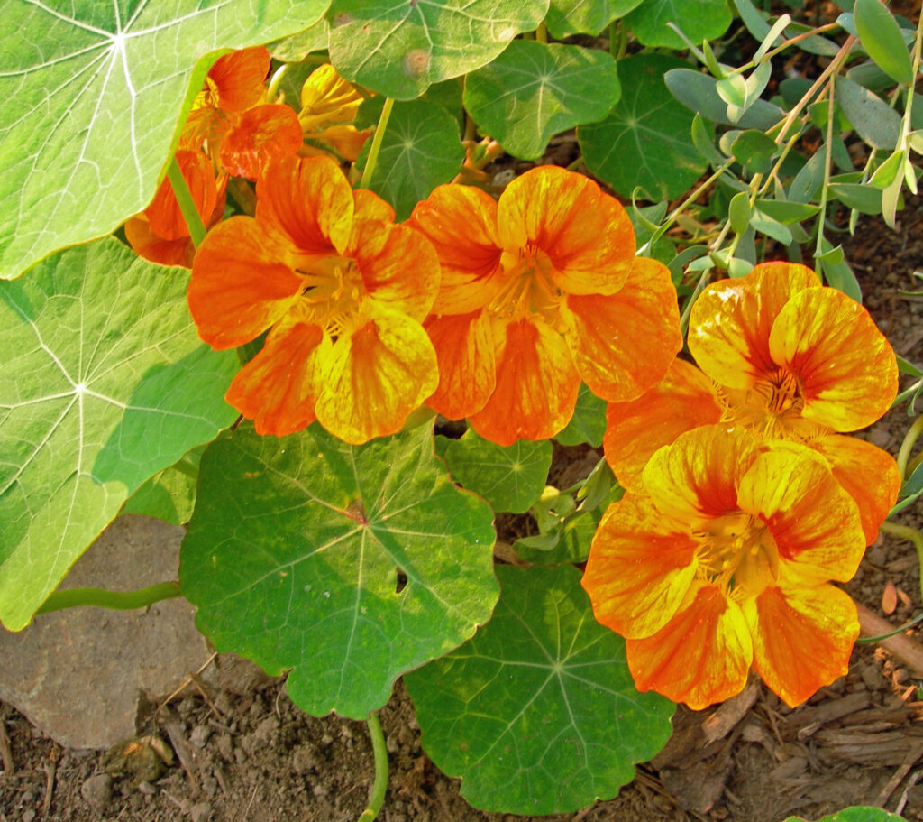 Peltate leaves of annual Tropaeolum majus