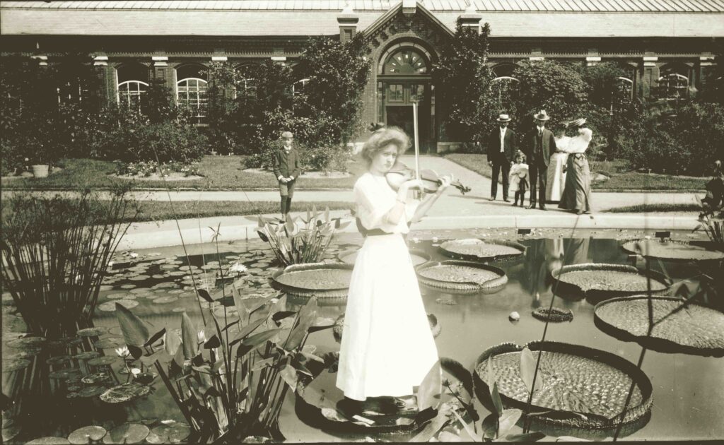 A young lady played a violin standing on a Victoria water lily at the Missouri Botanical Gardens ca. 1905. Apparently, a towel protected the delicate leaf and a wooden plank placed on top distributed her weight so the leaf could support her.