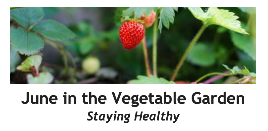 A bright red strawberry growing amidst green leaves in a vegetable garden during June.