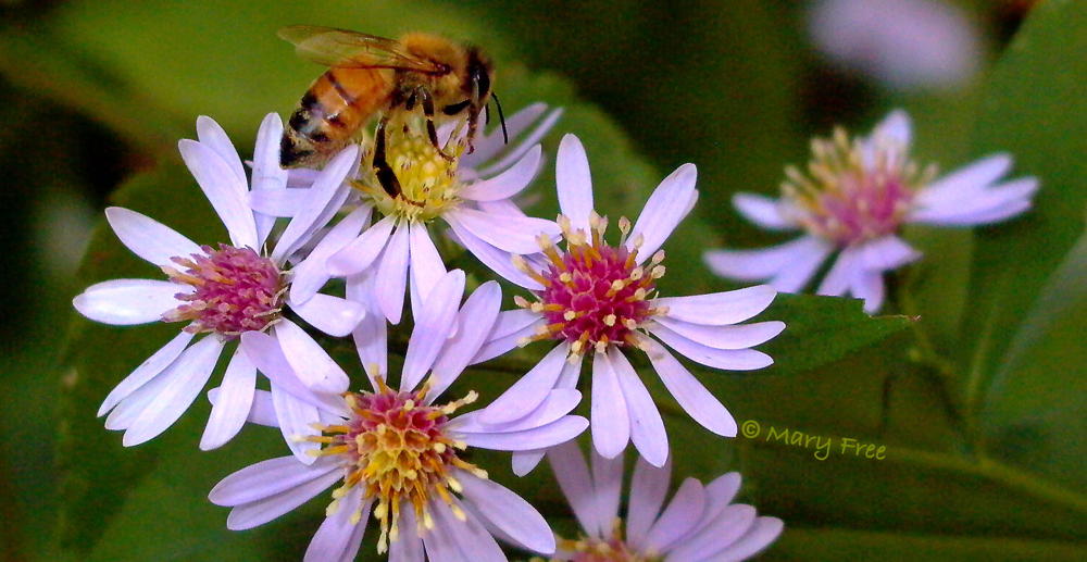 Honey bee on blue wood Aster