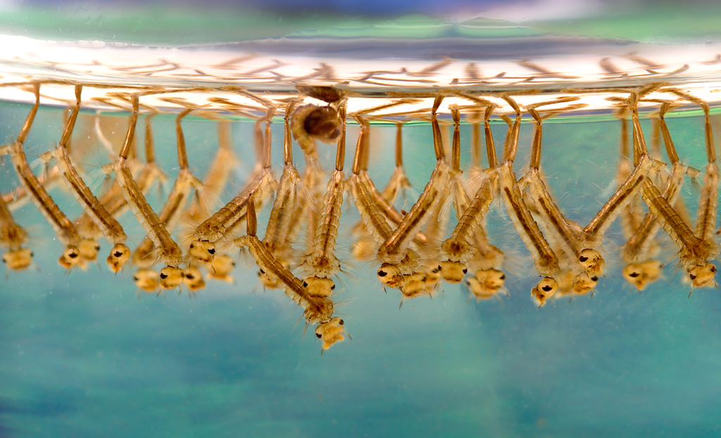Culex species mosquito larvae