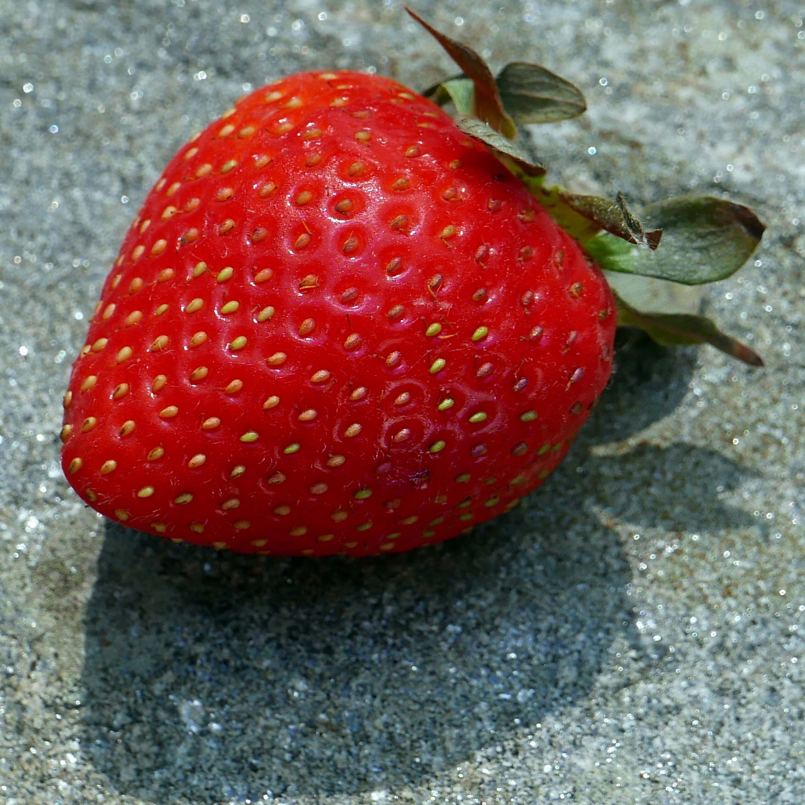 Aggregates of achenes of Fragaria (strawberry)