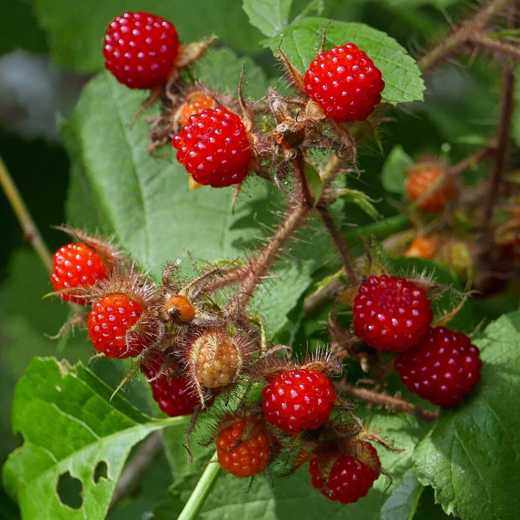 Aggregates of drupelets of invasive Rubus phoenicolasius (wineberry)