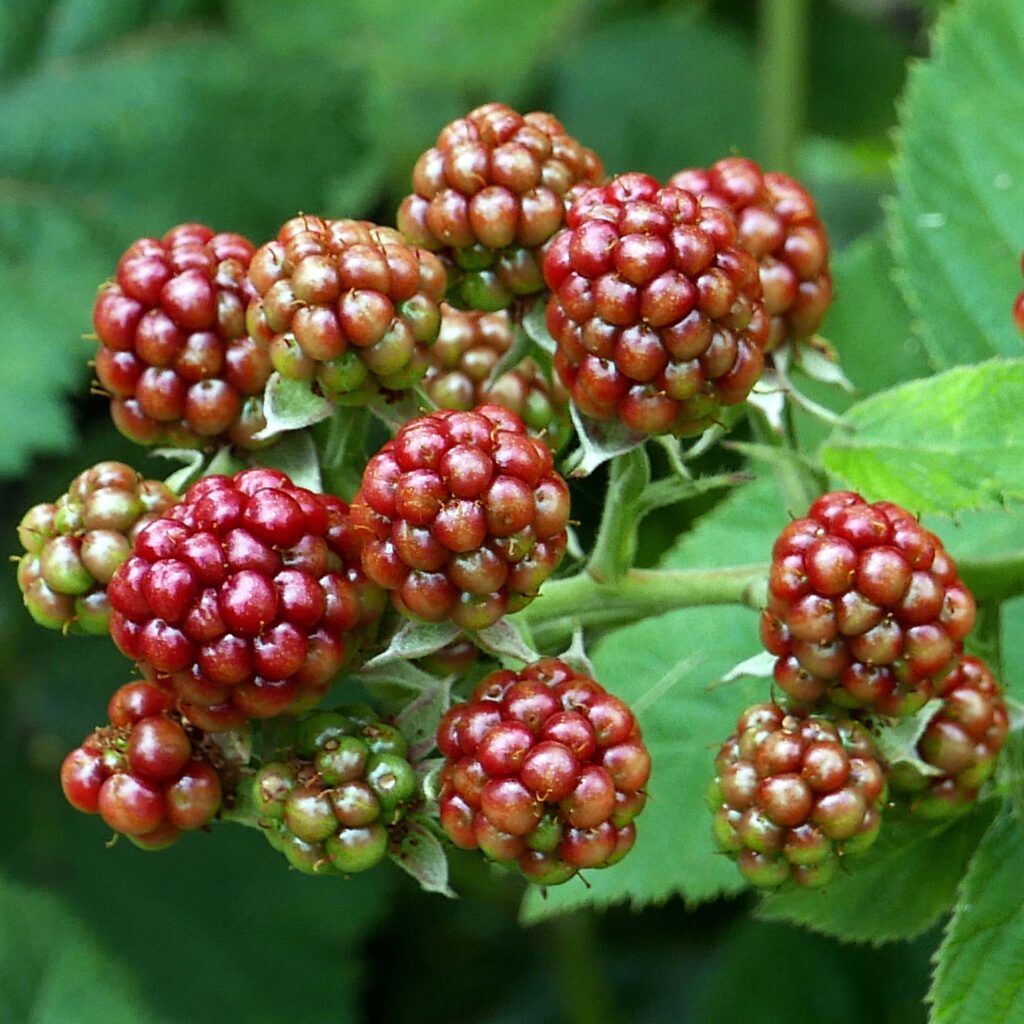 Aggregates of drupelets of Rubus fruticosus 'Chester' (blackberry)