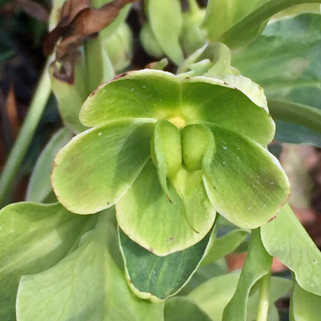 Aggregated follicles of Helleborus foetidus