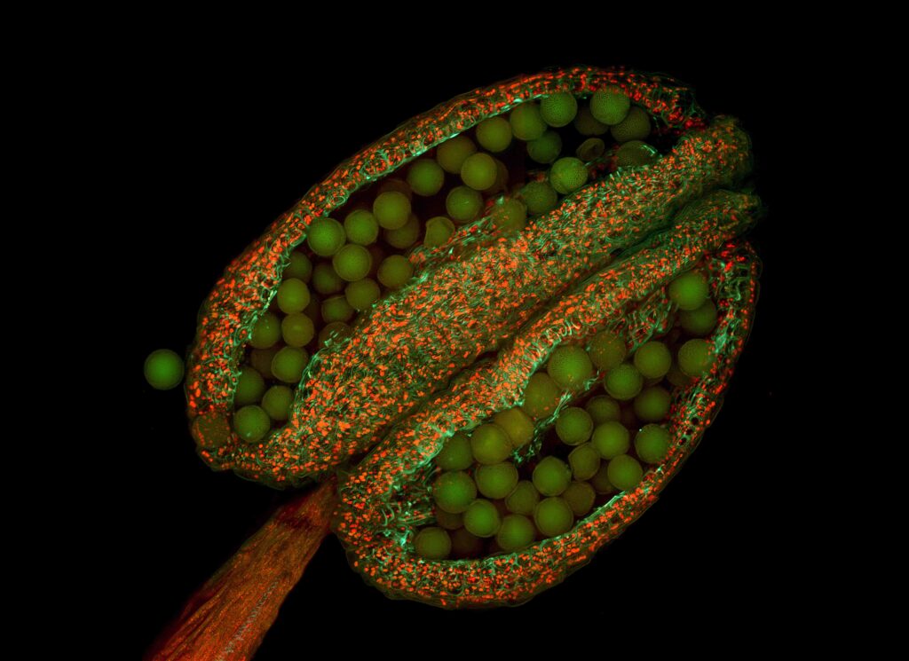 A fluorescence micrograph of pollen grains in the microsporangia of an anther of Arabidopsis thaliana (thale cress). Photo by Heiti Paves CC BY-SA 3.0