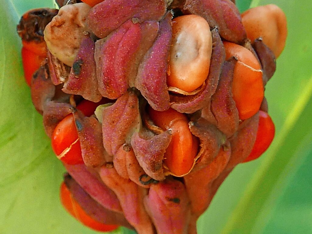 Arils of Magnolia virginiana (sweetbay magnolia)