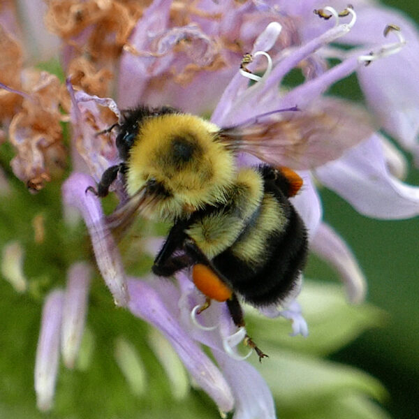 Close-up of dorsal view of a fuzzy, female two-spotted bumble bee with wings outspread and orange pollen-laden baskets on the lavender bilabiate flowers of Monarda fistulosa