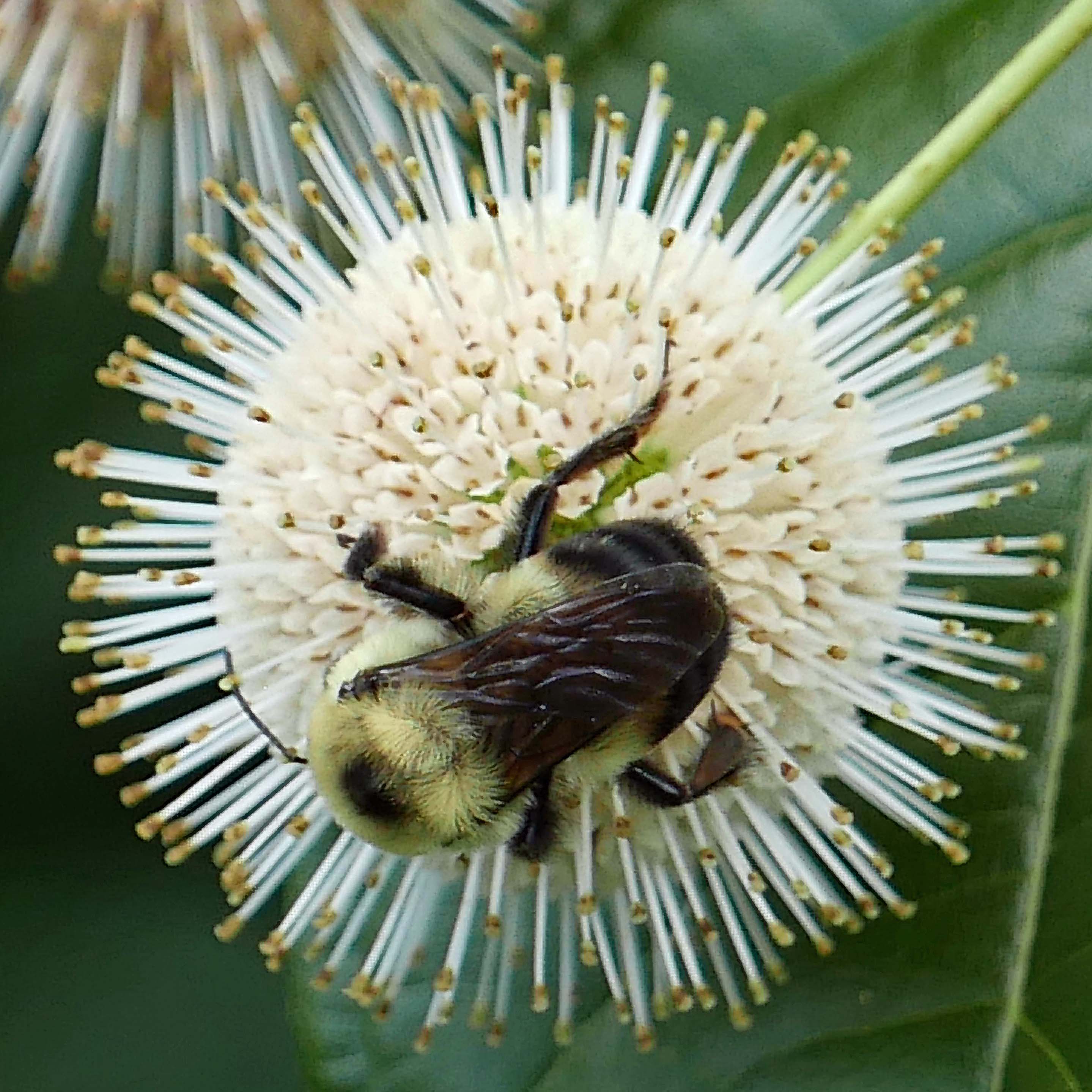 Bombus griseocollis (brown-belted bumble bee) on Cephalanthus occidentalis