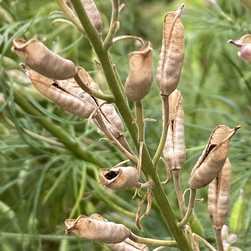 Follicles dehisce along only one suture as illustrated by Consolida ajacis (giant larkspur)