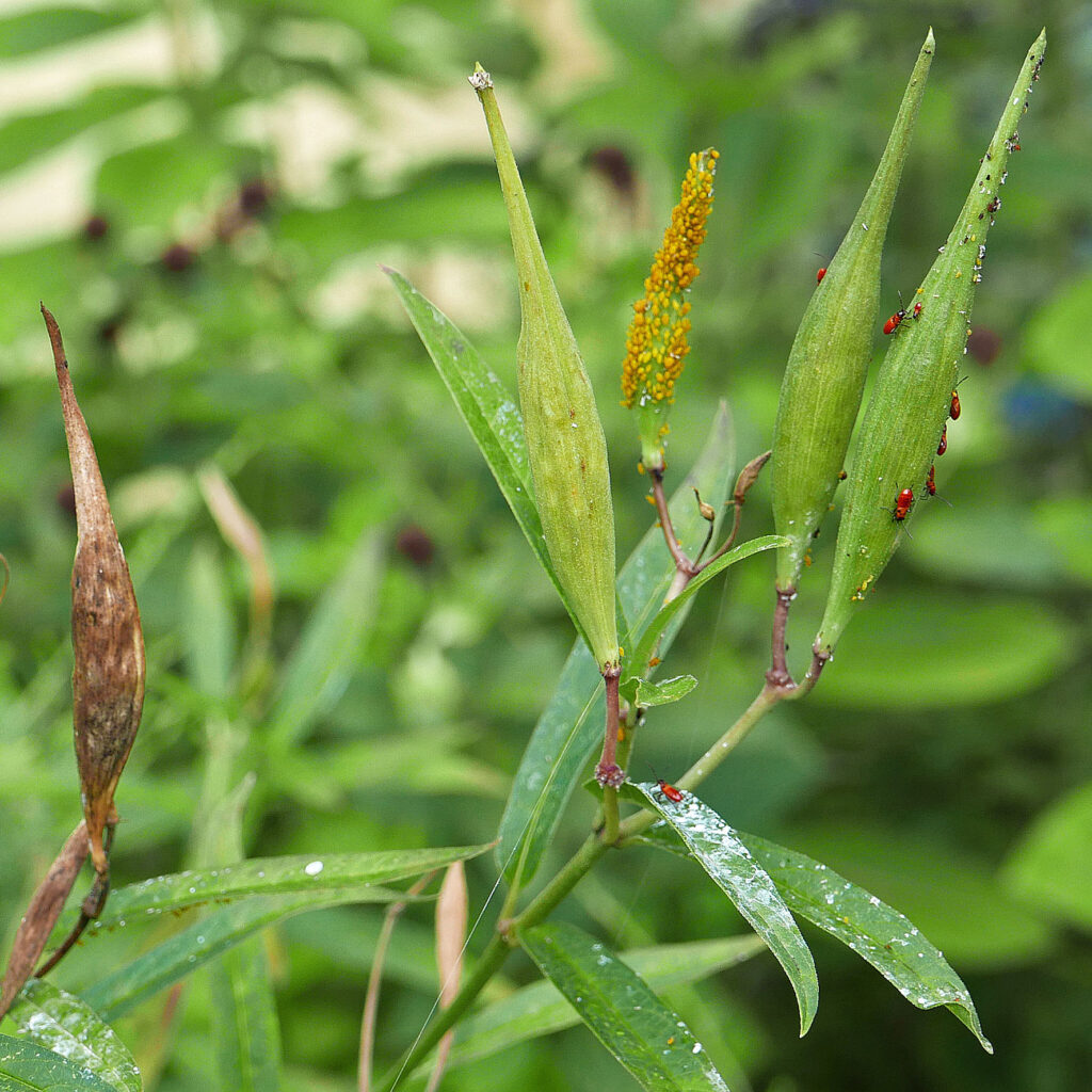 Follicles of Asclepias incarnata with oleander aphids and milkweed bugs