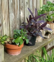 Houseplants on fence shelf