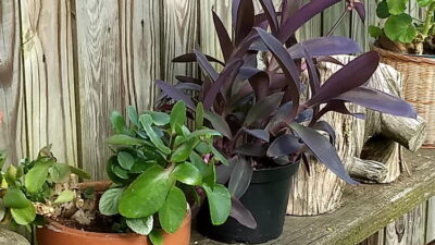 Houseplants on fence shelf