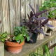 Houseplants on fence shelf
