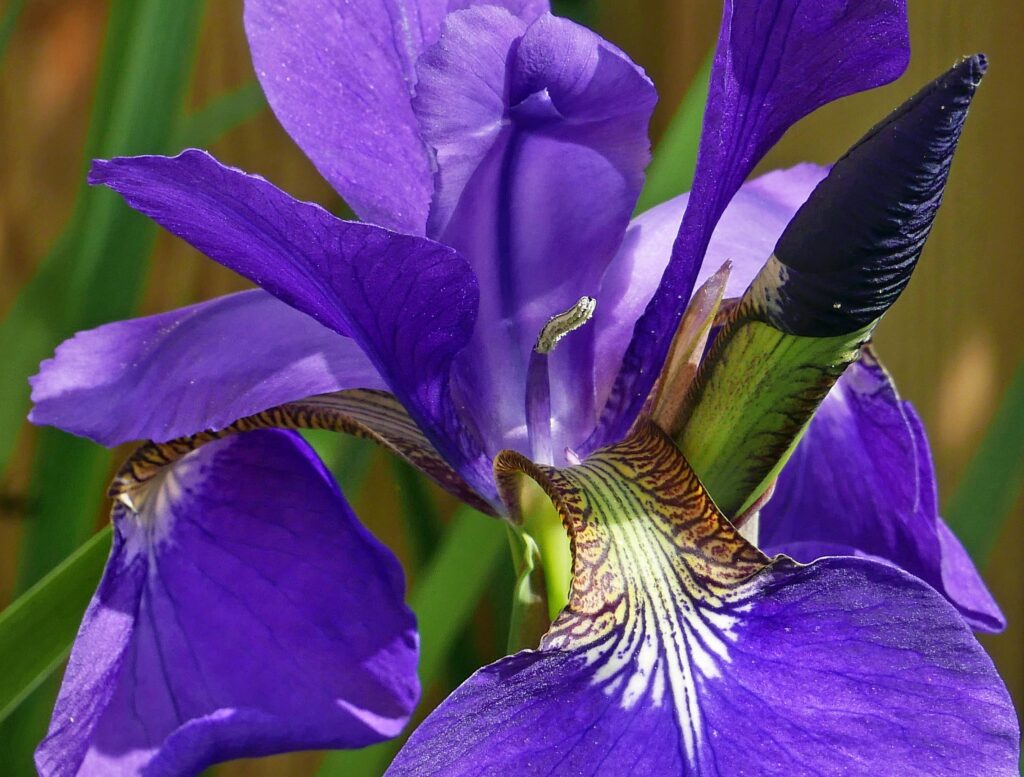 The style arm in the middle is lifted to reveal the stamen hidden beneath. Note how the signal and purple venation lead right under the pollen-laden anther on the way to the nectaries of Iris sibrica (Siberian iris).
