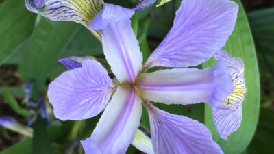 Three yellow signals viewed from above of native Iris virginica