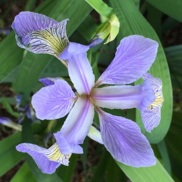Three yellow signals viewed from above of native Iris virginica