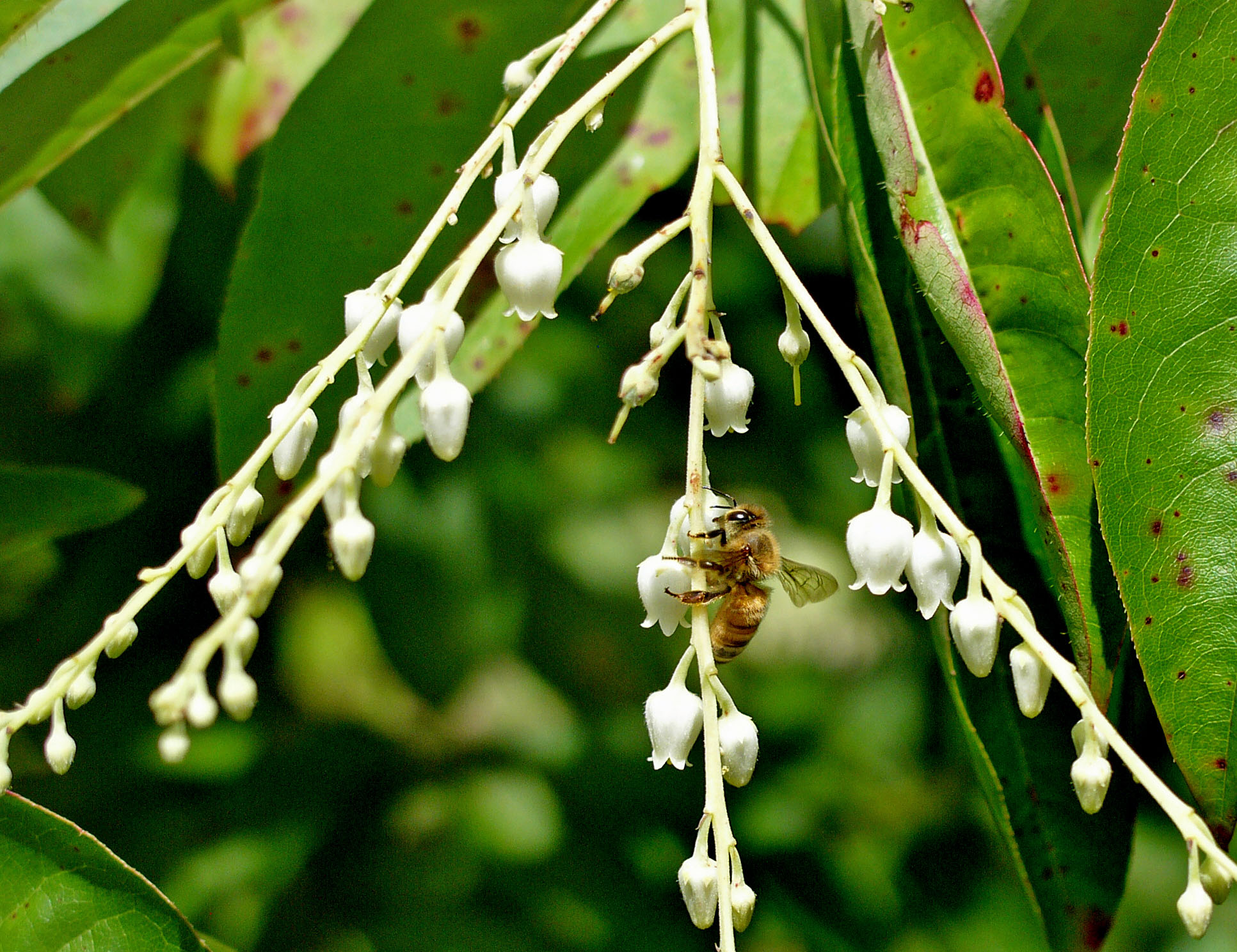 Oxydendrum arboreum (sourwood) flowers with honey bee