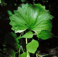 Palmately veined leaves of invasive biennial Allaria petiolata