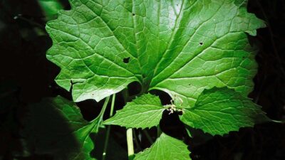 Palmately veined leaves of invasive biennial Allaria petiolata