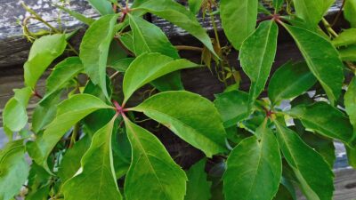 Palmately compound leaves of native Parthenocissus quinquefolia (Virginia creeper)