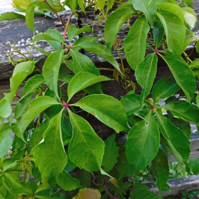 Palmately compound leaves of native Parthenocissus quinquefolia (Virginia creeper)