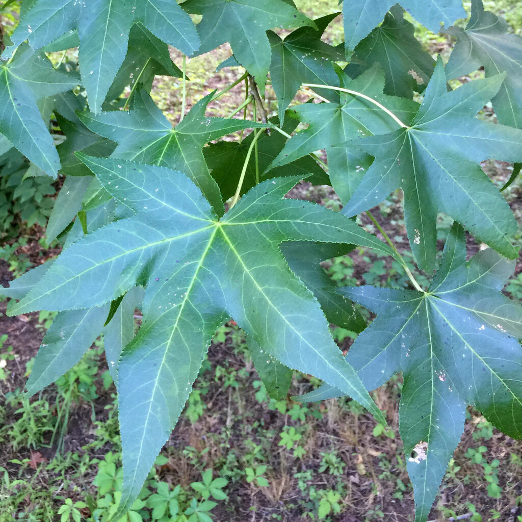Palmately lobed leaves of native Liquidambar styraciflua