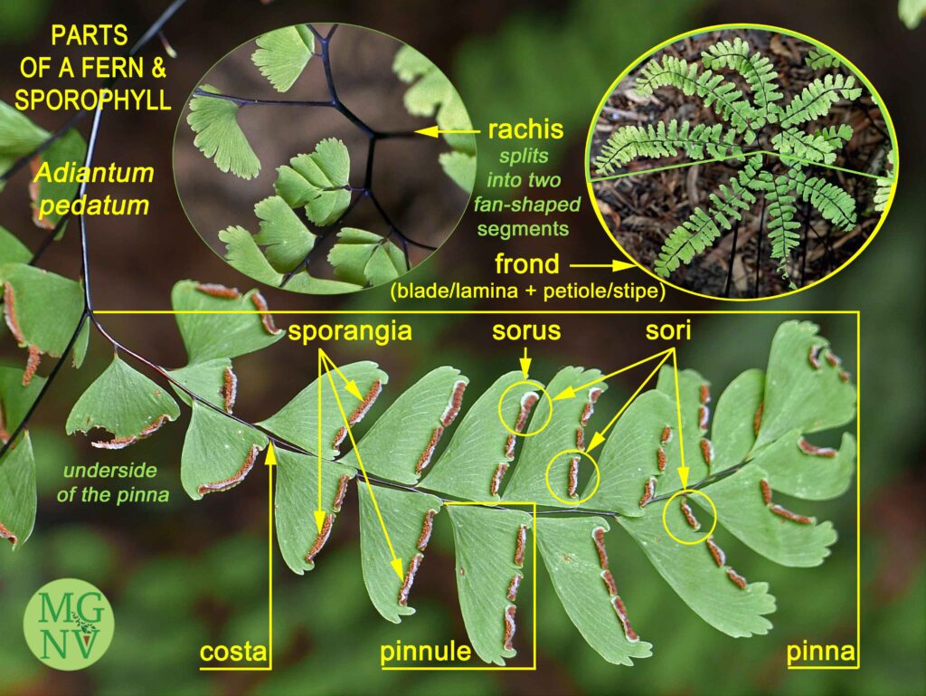 The sporangia of native Adiantum pedatum (maidenhair fern) appear in narrow bands on the underside of the pinnules near the lobed tips, which fold over partially covering the sori.