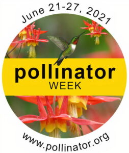 Pollinator Week Logo 2021 - Hummingbirds and Lonicera sempervirens