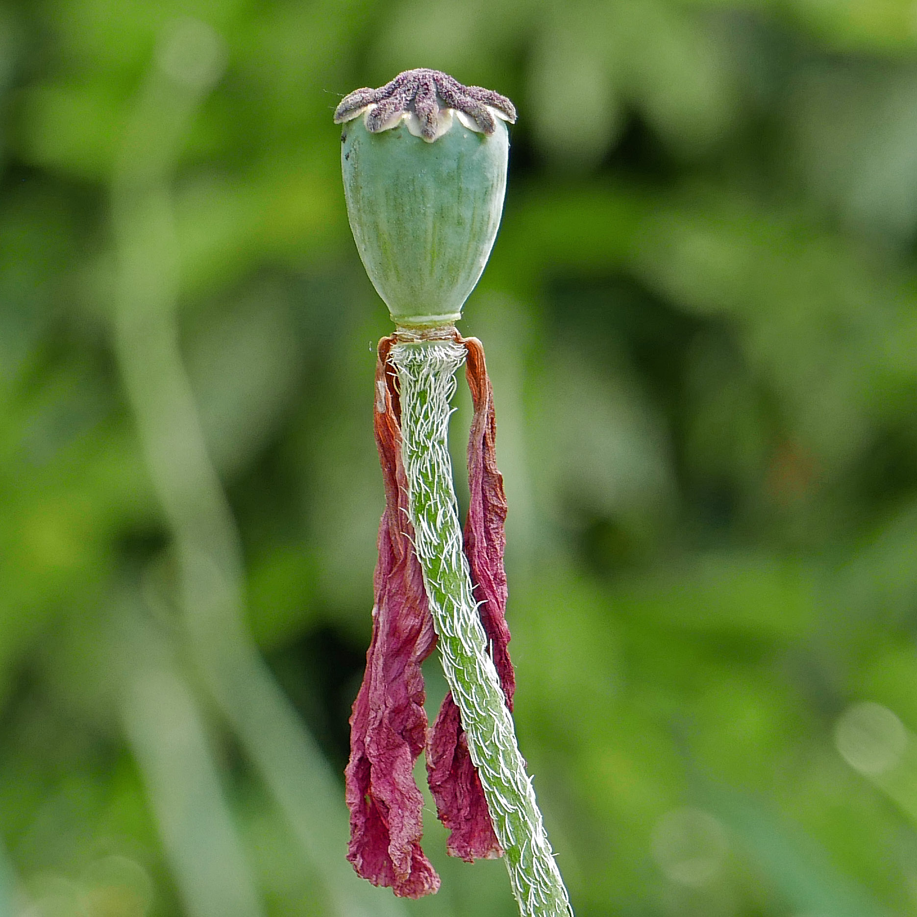 Appressed long, white hairs directed upwardly along the stem of Papaver orientale