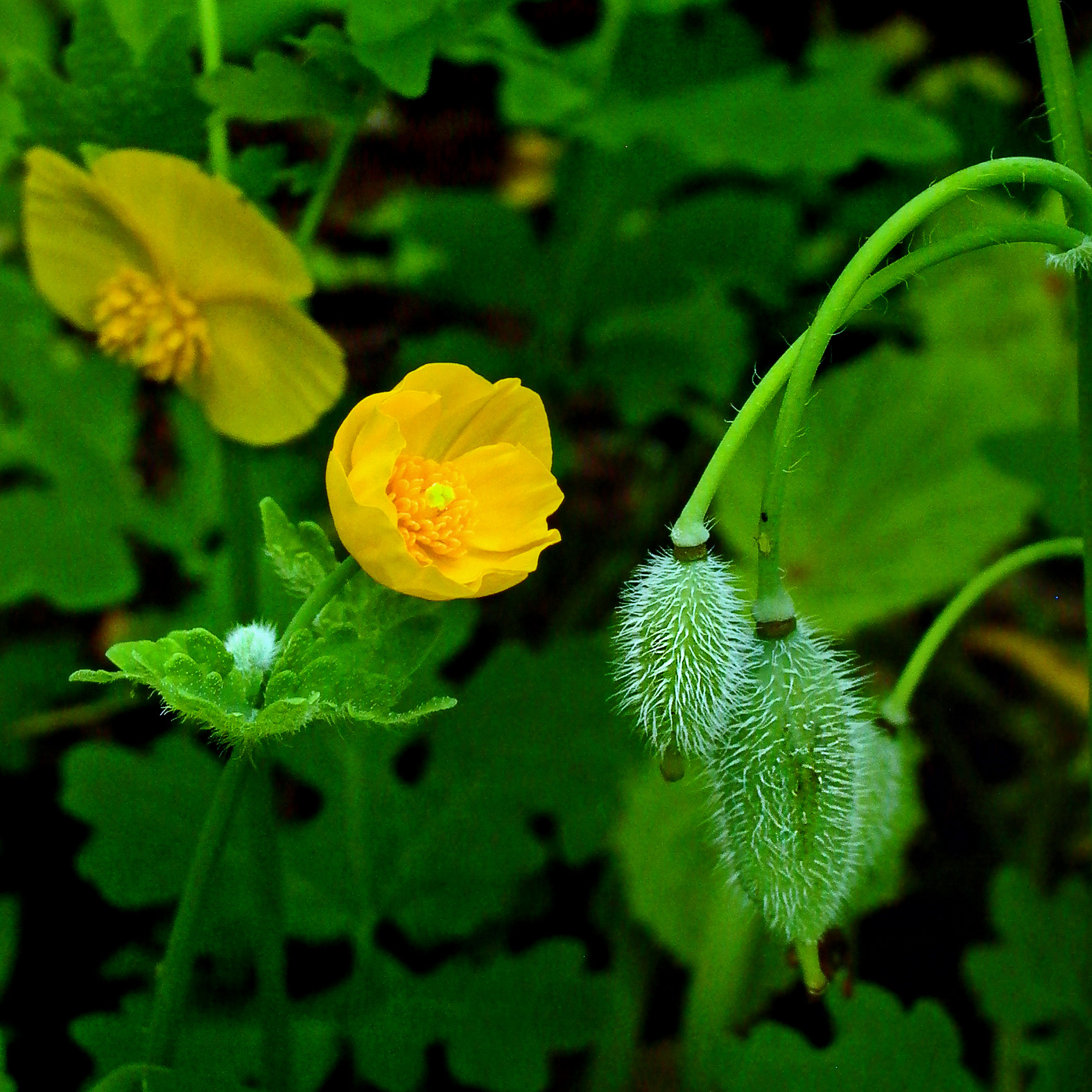 Bristly fruit capsules of native Stylophorum diphyllum