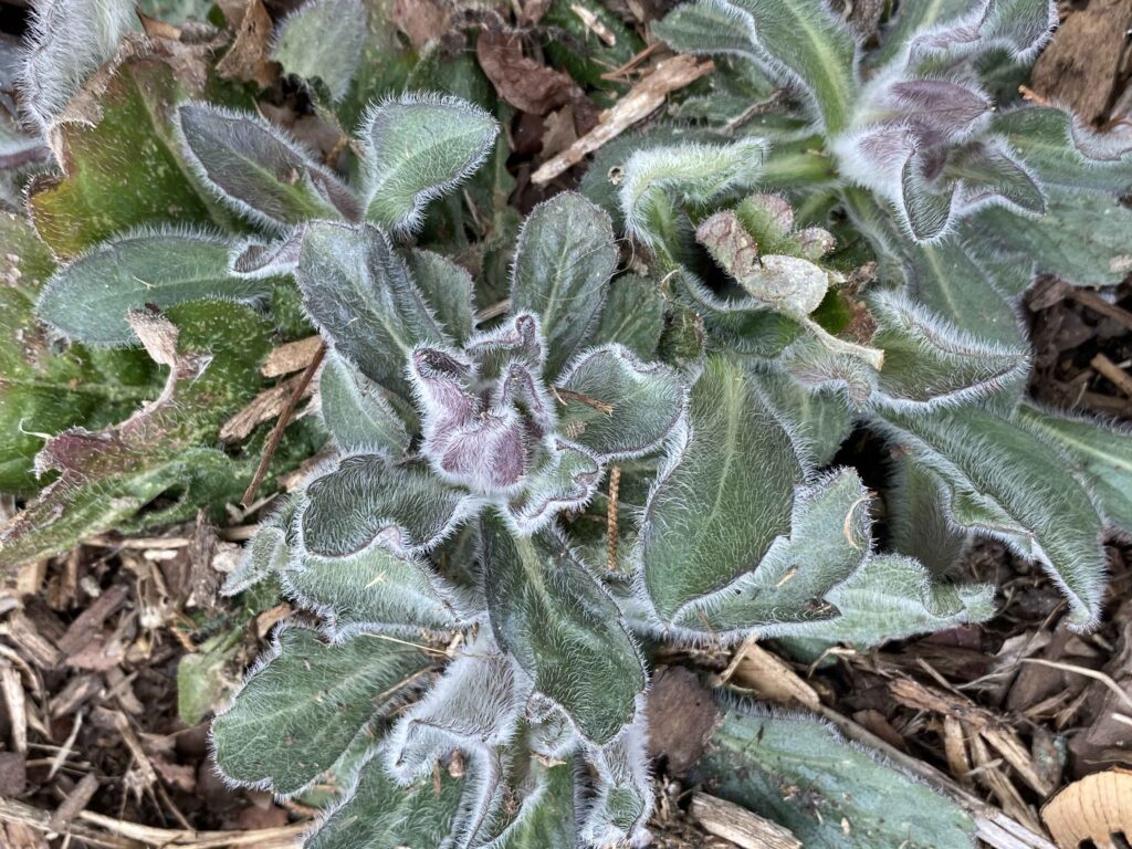 Villous leaves of native Erigeron pulchellus