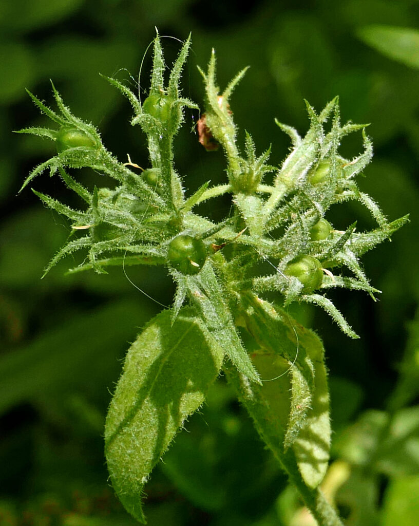 Densely glandular calyxes of Phlox divaricata fruit