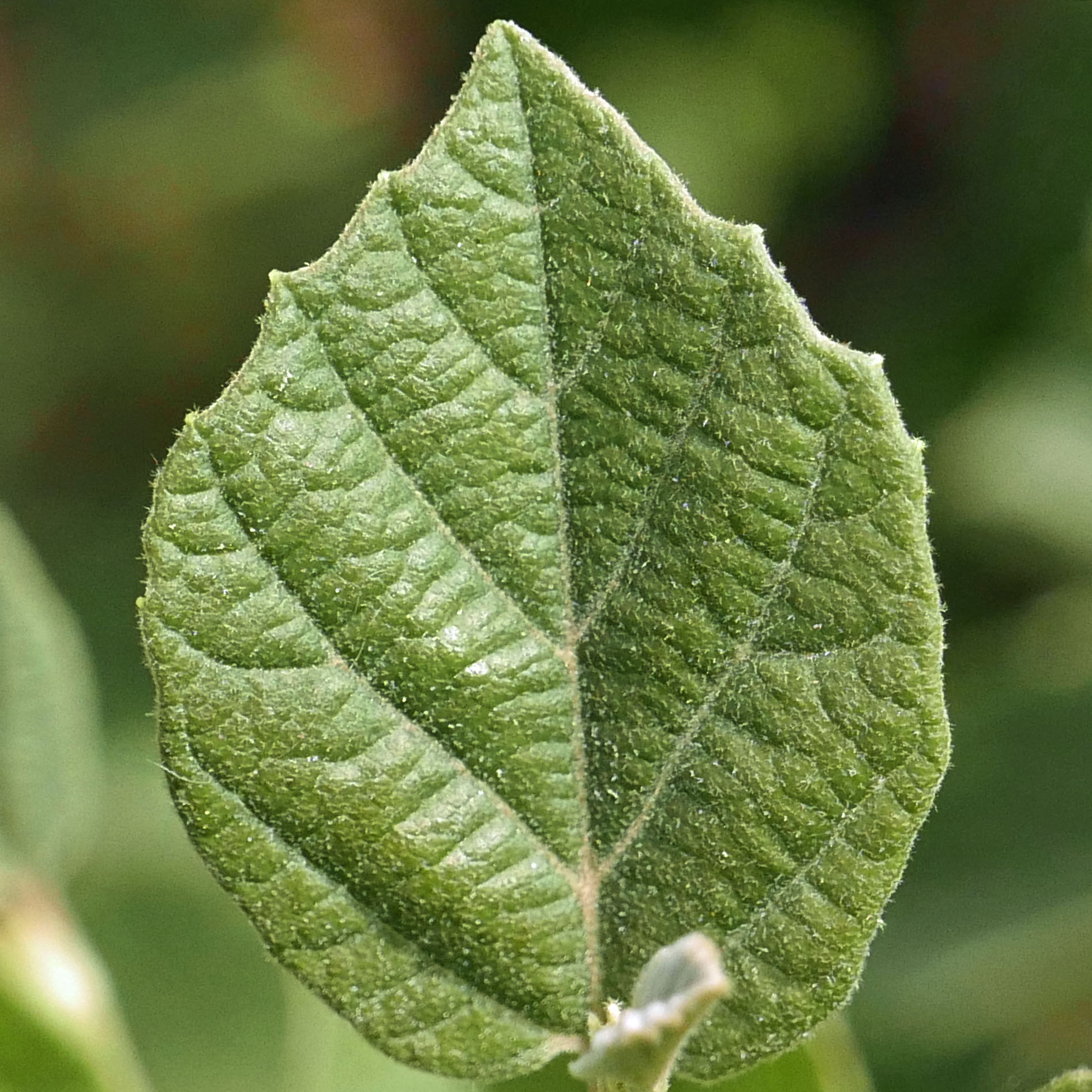 Stellate leaf of native Fothergilla gardeni