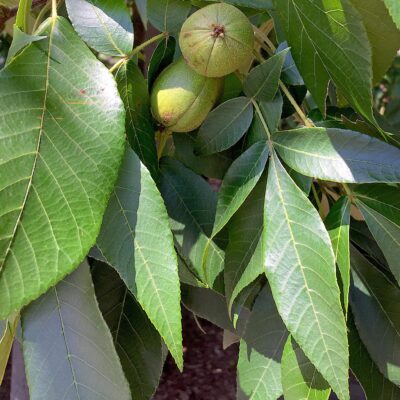 Fruit (nuts) and alternate, pinnately compound, 9–14” long leaves of Carya tomentosa (mockernut hickory) with with 7–9 leaflets with serrate margins and tomentose undersides in April.