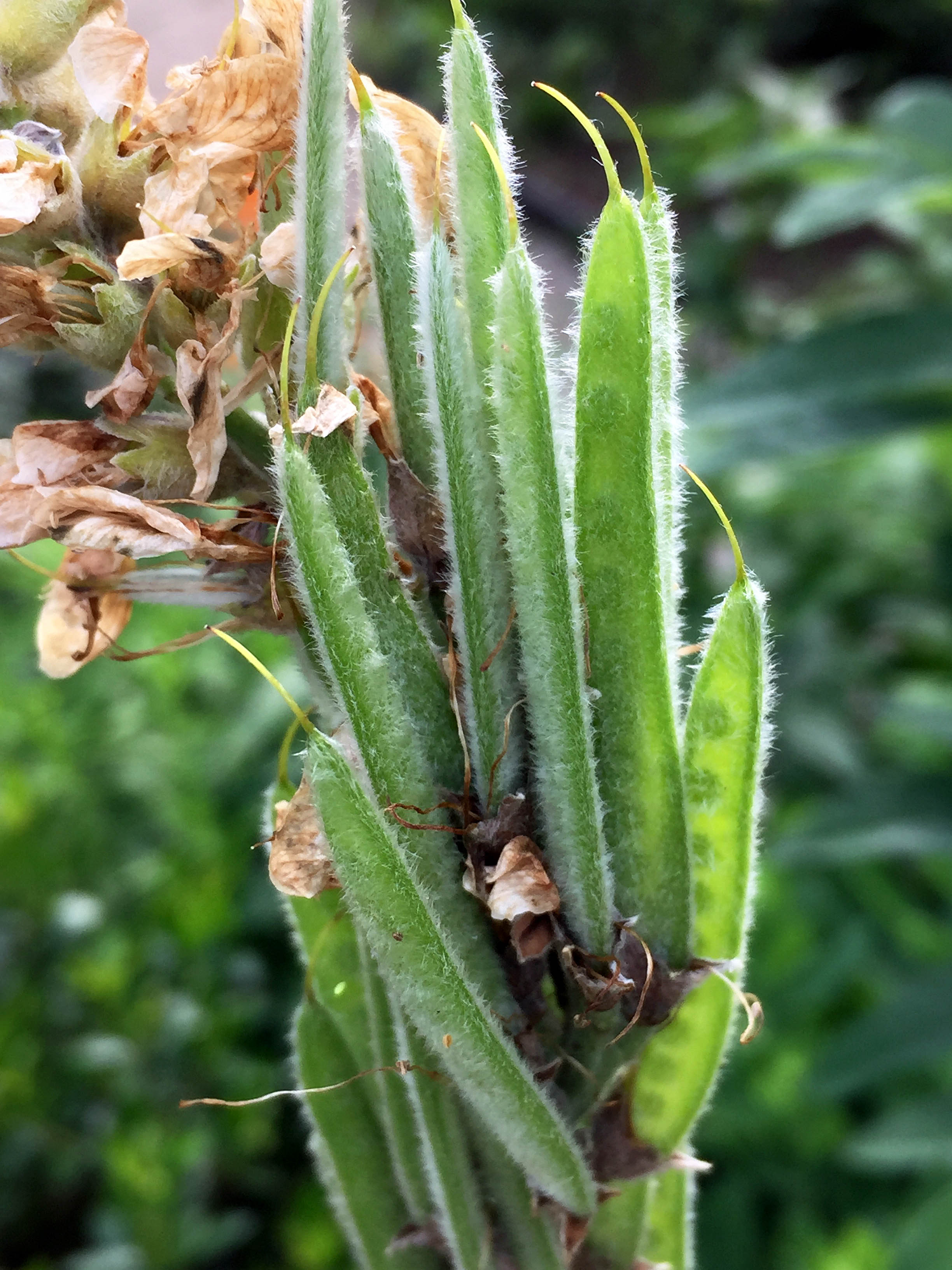 Villous seed pods of Thermopsis villosa