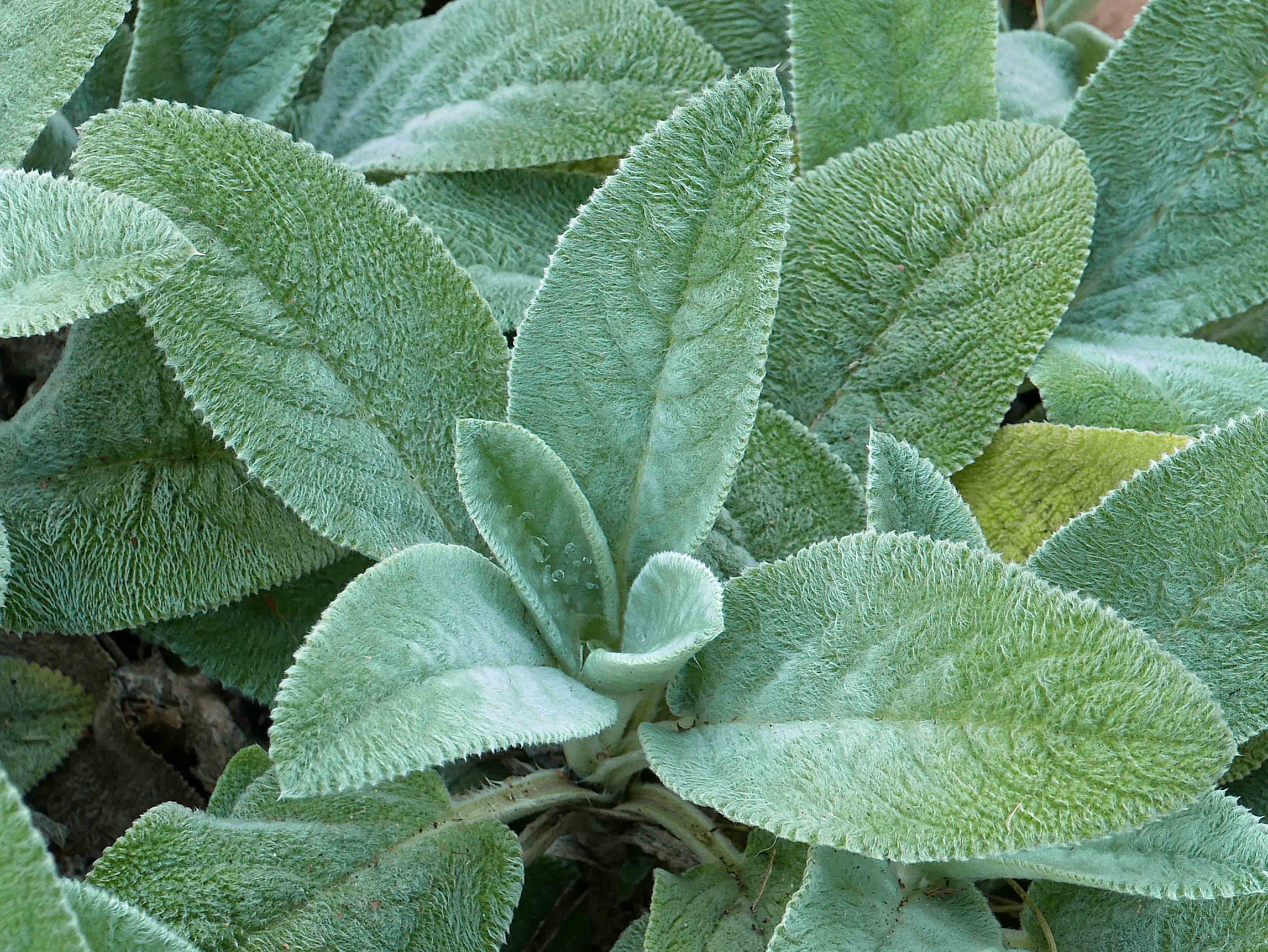 Woolly leaves of Stachys byzantina