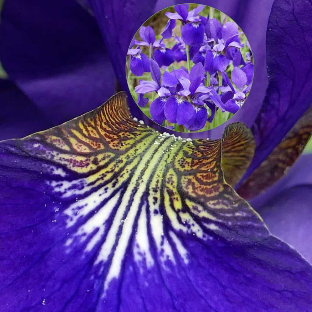 Signal of Iris sibrica
