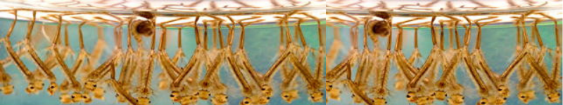 mosquito larvae
