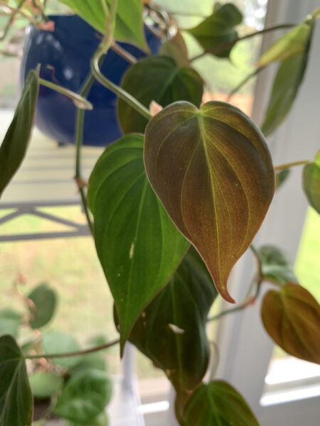 bronze leaves on philodendron hedera m