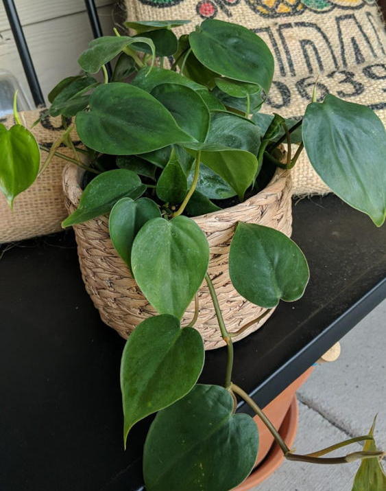 Green heartleaf philodendron vining from a wicker po'