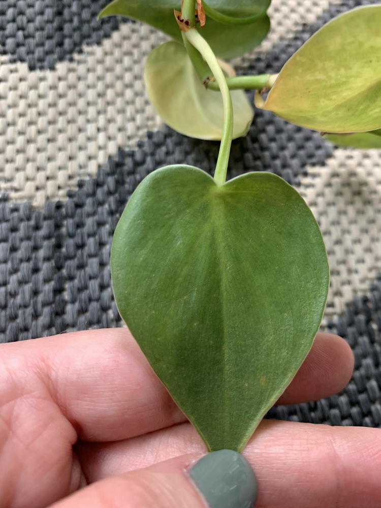 hand holding heartleaf philodendron leaf