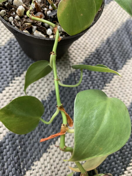 Dried leaf sheaths on philodendron vine
