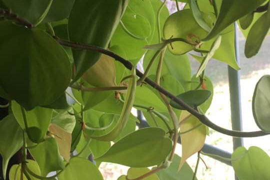 Philodendron ‘Lemon’ has neon green leaves.