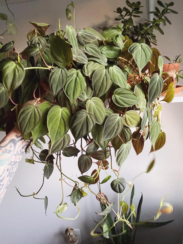 Hanging Philodendron hederaceum 'Micans' plant with small textured leaves